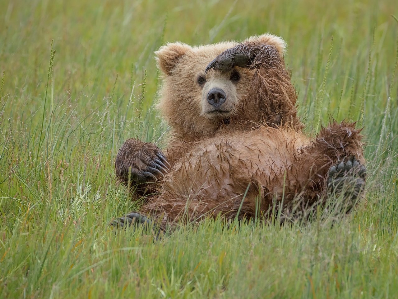 Обои трава, медведь, хищник, игра, животное, медвежонок, grass, bear, predator, the game, animal разрешение 2500x1667 Загрузить
