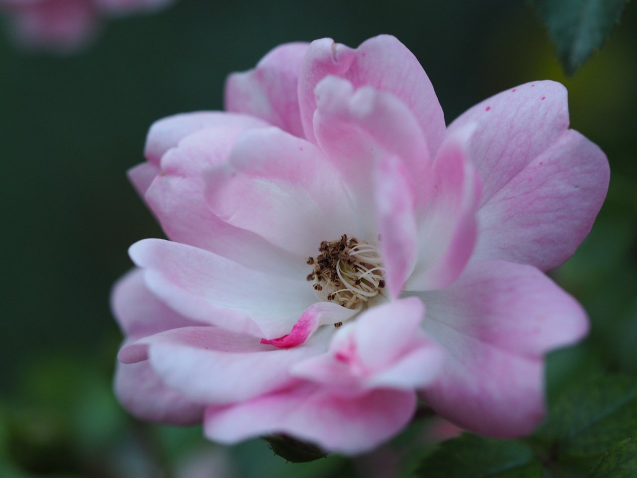 Обои цветок, лепестки, пыльца, розовый цветок, крупным планом, flower, petals, pollen, pink flower, closeup разрешение 4608x3456 Загрузить