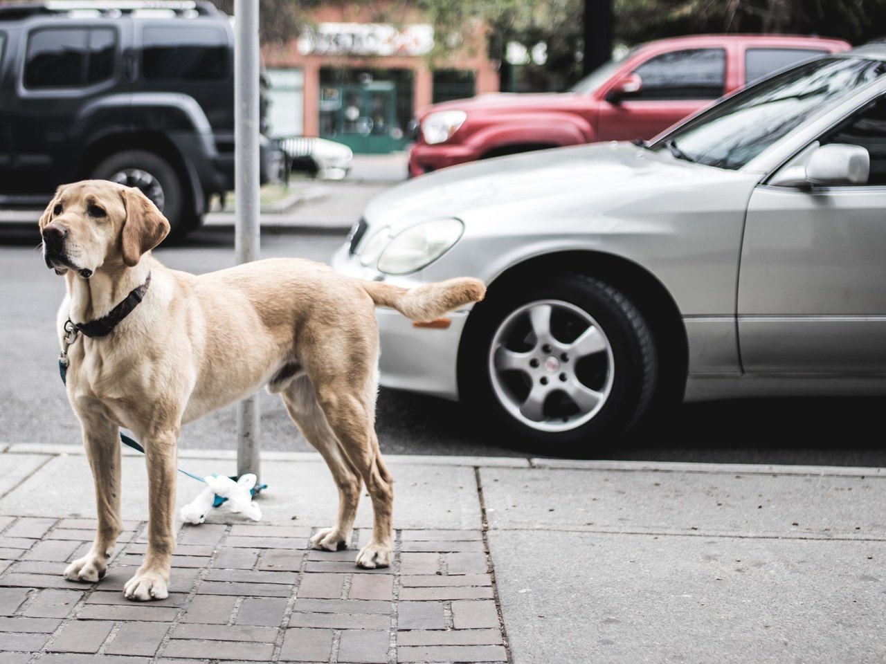 Обои город, взгляд, собака, улица, ошейник, автомобили, the city, look, dog, street, collar, cars разрешение 4766x2682 Загрузить