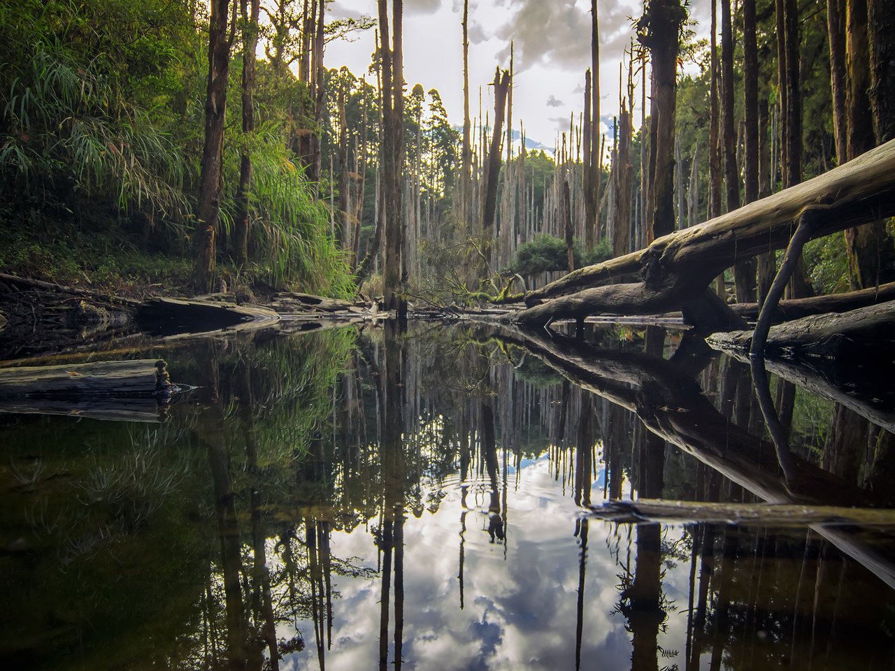 Обои деревья, река, природа, лес, отражение, стволы, бревна, roy_chang, trees, river, nature, forest, reflection, trunks, logs разрешение 2880x1800 Загрузить