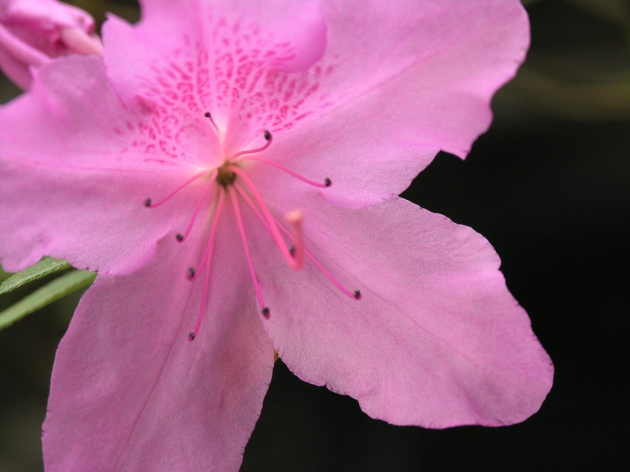 Обои цветок, лепестки, азалия, flower, petals, azalea разрешение 3264x2448 Загрузить