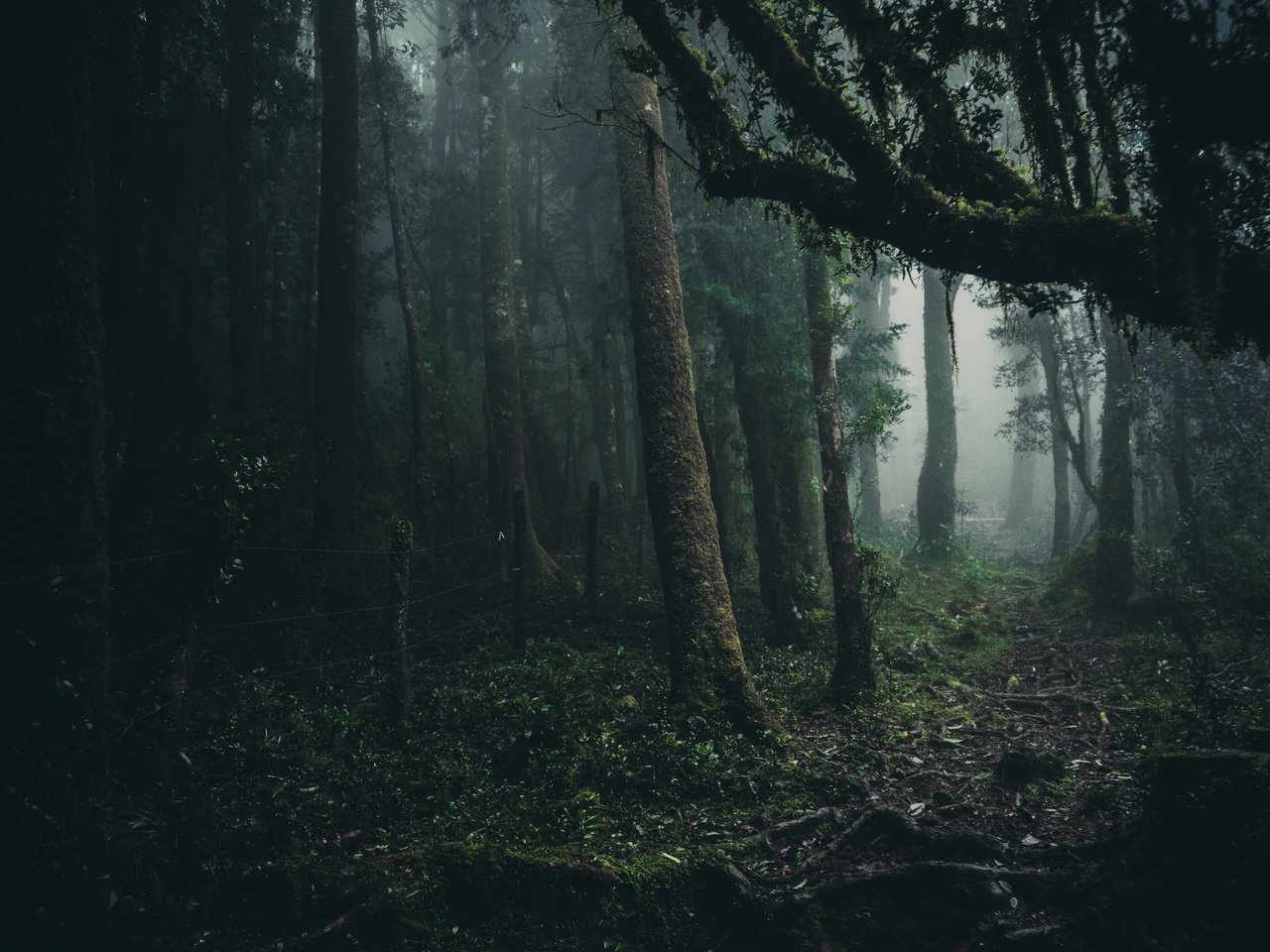 Обои деревья, лес, туман, листва, trees, forest, fog, foliage разрешение 6000x4000 Загрузить