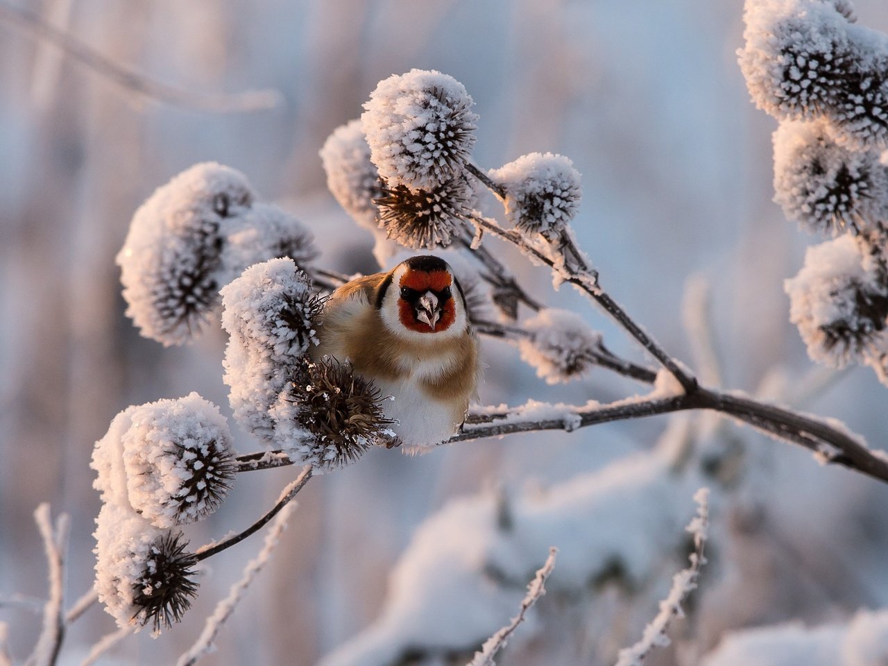 Обои снег, растения, зима, птица, щегол, snow, plants, winter, bird, goldfinch разрешение 2990x1708 Загрузить