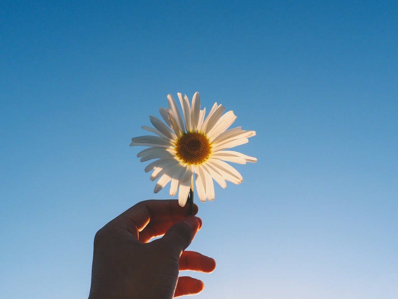 Обои рука, цветок, лепестки, ромашка, голубое небо, hand, flower, petals, daisy, blue sky разрешение 4608x2592 Загрузить