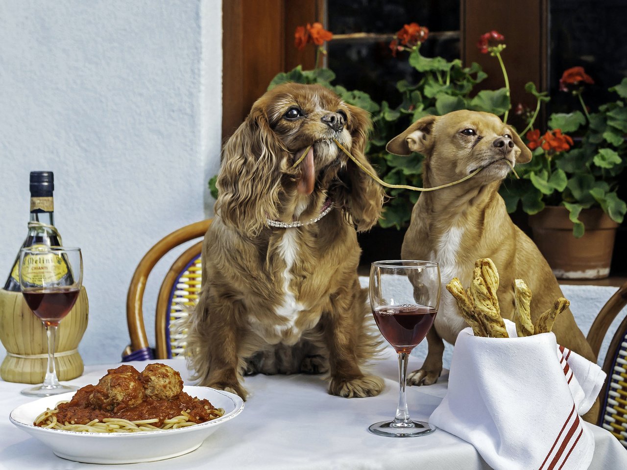 Обои взгляд, вино, собаки, ужин, спаниель, паста, мордочк, look, wine, dogs, dinner, spaniel, pasta, murdock разрешение 3000x2146 Загрузить