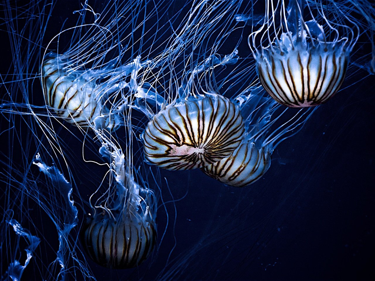 Обои вода, море, медузы, подводный мир, щупальцы, water, sea, jellyfish, underwater world, the tentacles разрешение 4928x3264 Загрузить
