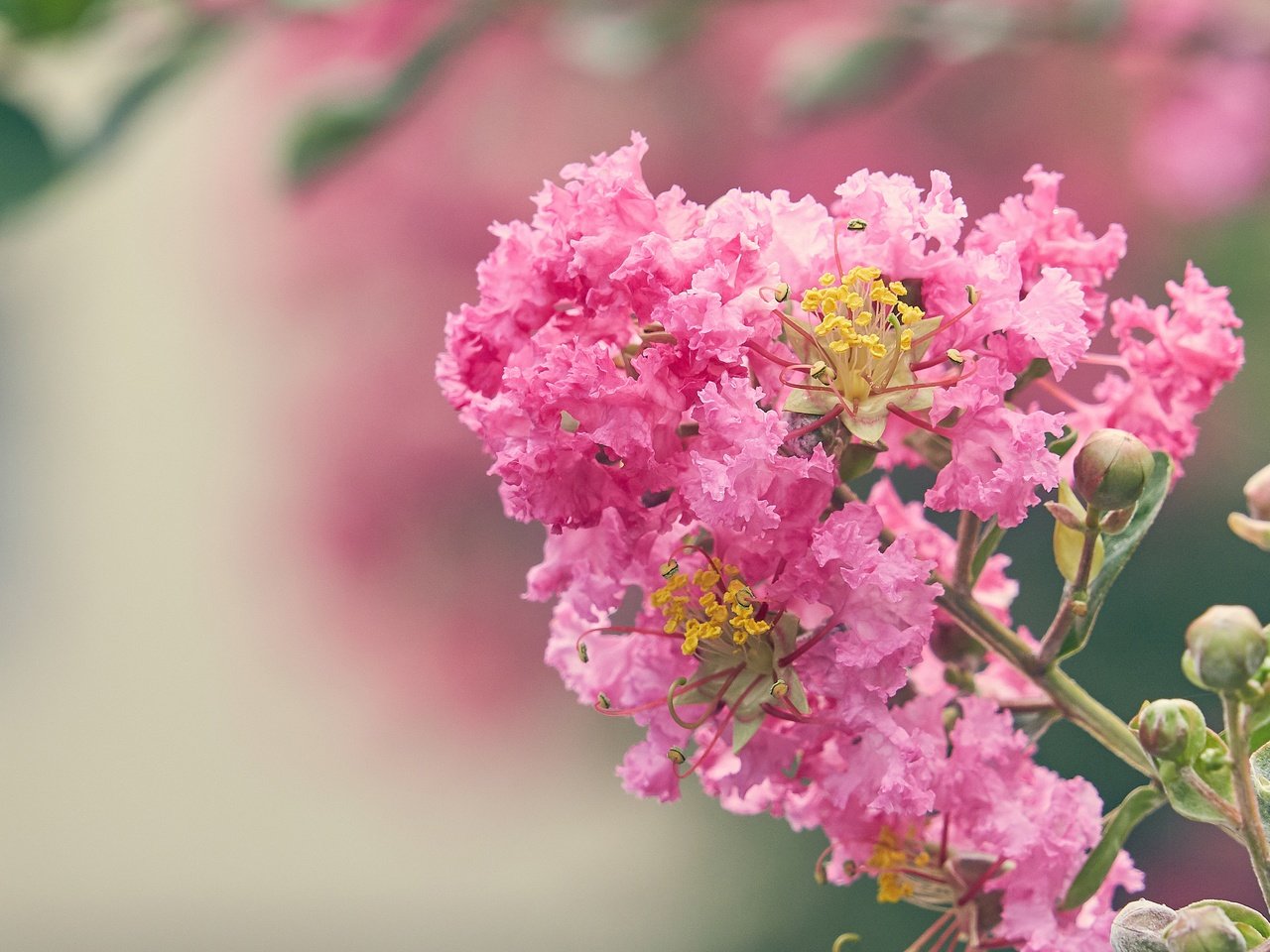 Обои цветение, цветок, размытость, розовые цветы, лагерстремия, flowering, flower, blur, pink flowers, lagerstroemia разрешение 3227x2155 Загрузить