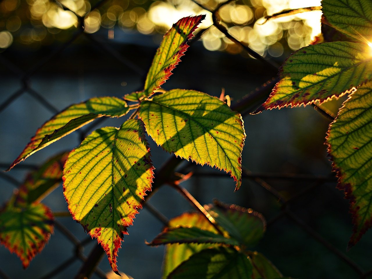 Обои листья, боке, солнечный свет, leaves, bokeh, sunlight разрешение 6016x4000 Загрузить