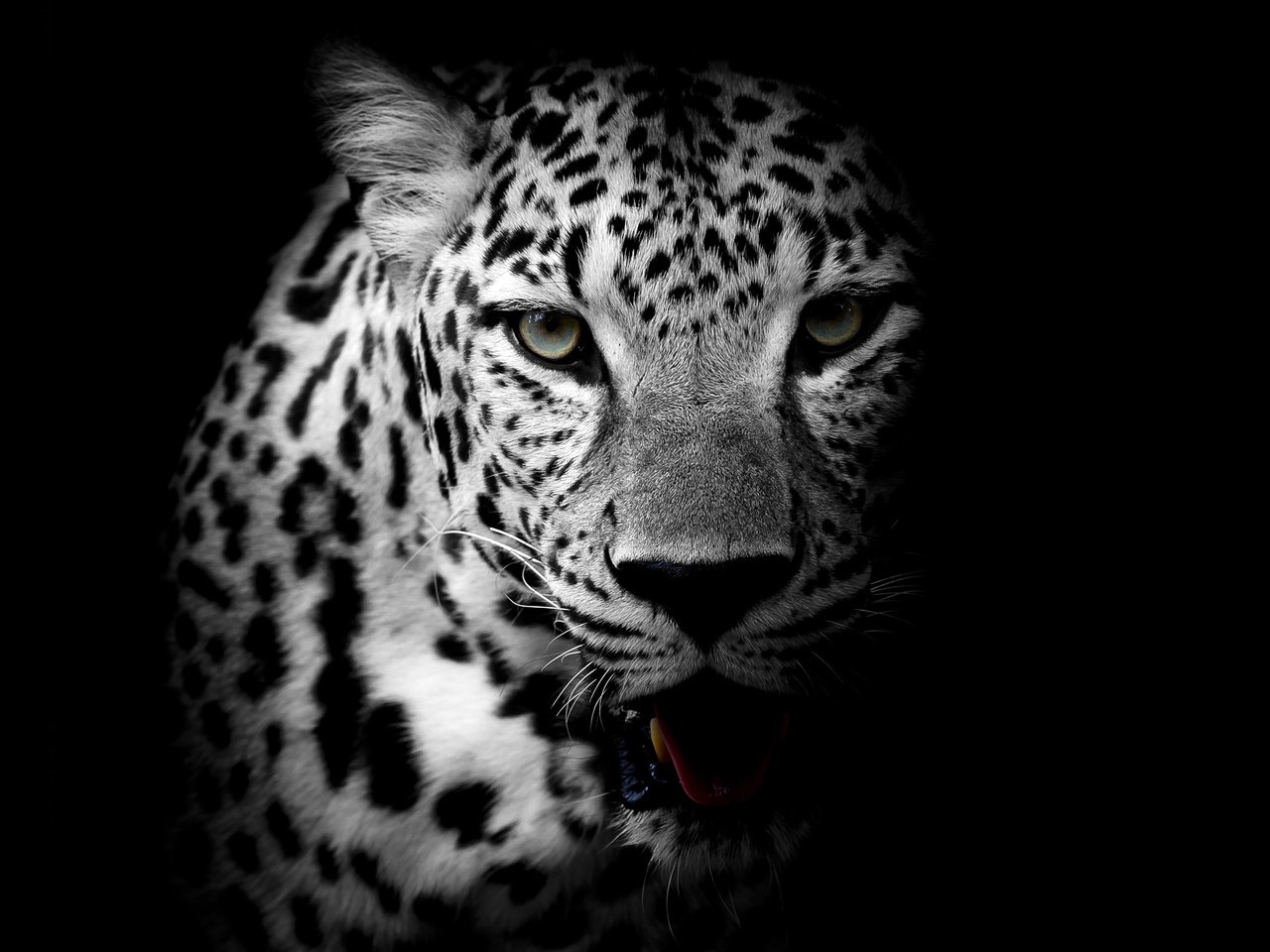 Обои морда, взгляд, чёрно-белое, леопард, хищник, дикая кошка, face, look, black and white, leopard, predator, wild cat разрешение 3840x2400 Загрузить