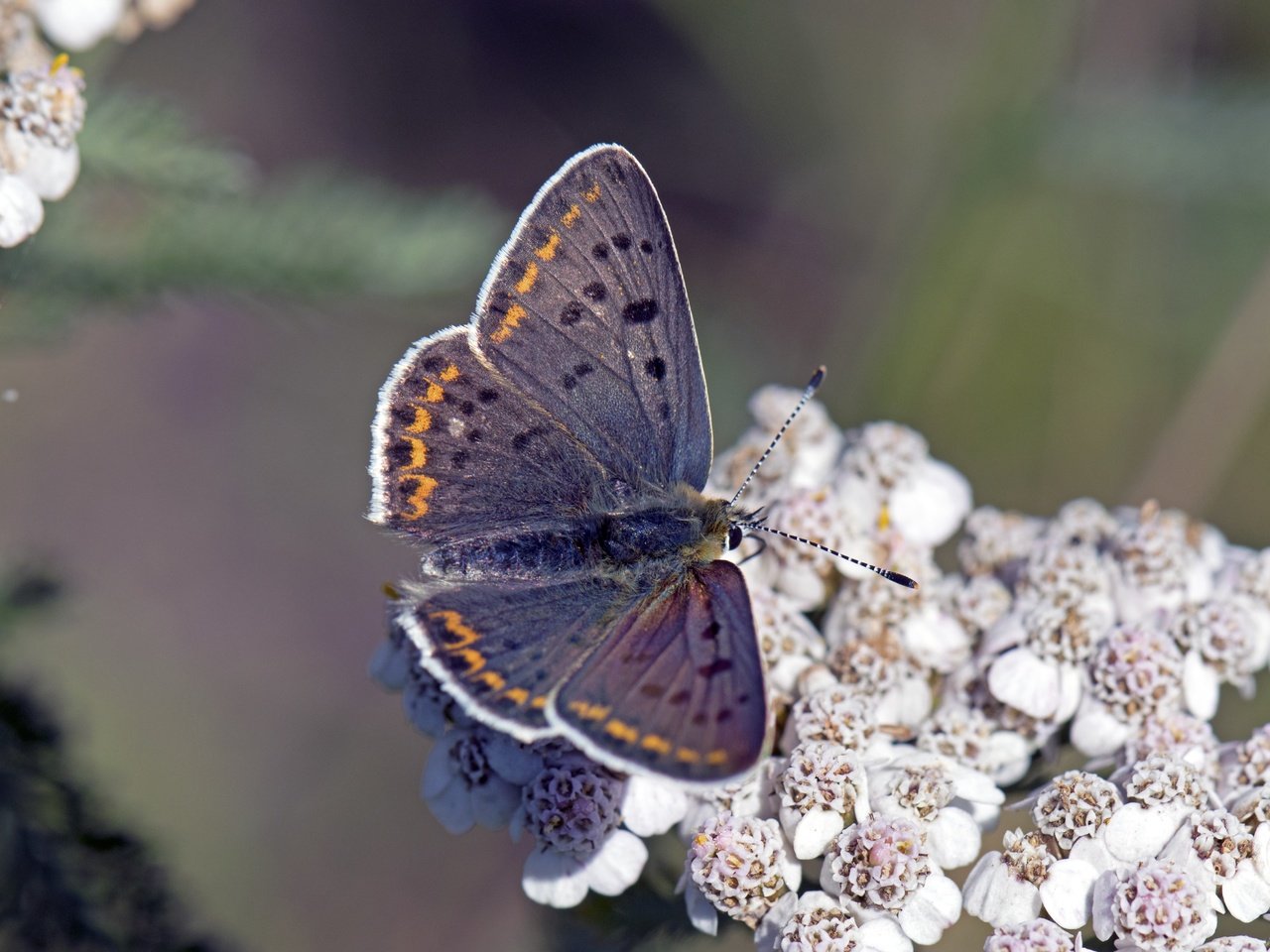 Обои цветы, насекомое, бабочка, крылья, lycaena tityrus, flowers, insect, butterfly, wings разрешение 5568x3712 Загрузить