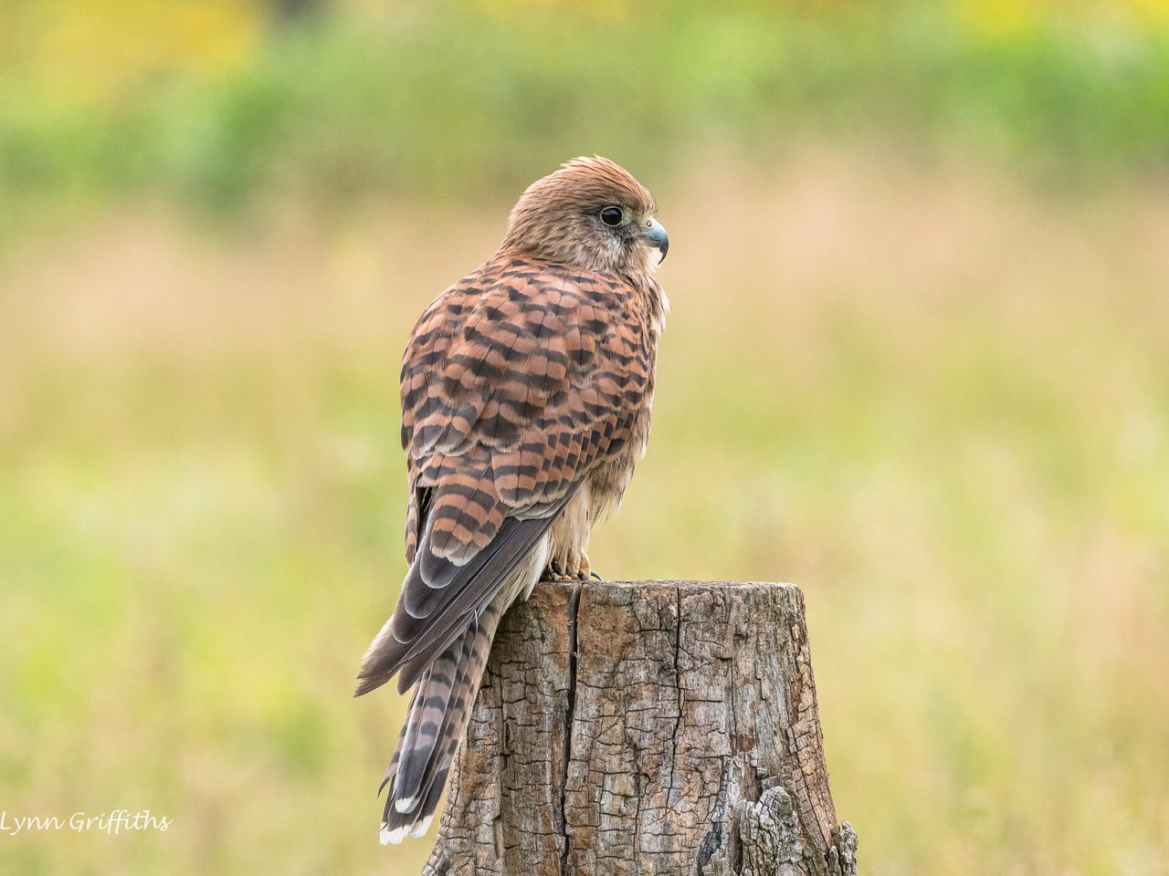 Обои природа, хищник, птица, клюв, перья, пень, пустельга, lynn griffiths, nature, predator, bird, beak, feathers, stump, kestrel разрешение 4306x2871 Загрузить