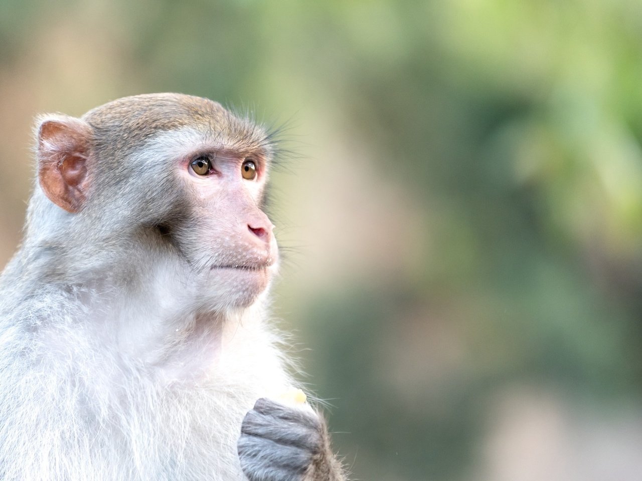 Обои глаза, морда, взгляд, животное, обезьяна, макака, eyes, face, look, animal, monkey разрешение 2048x1367 Загрузить