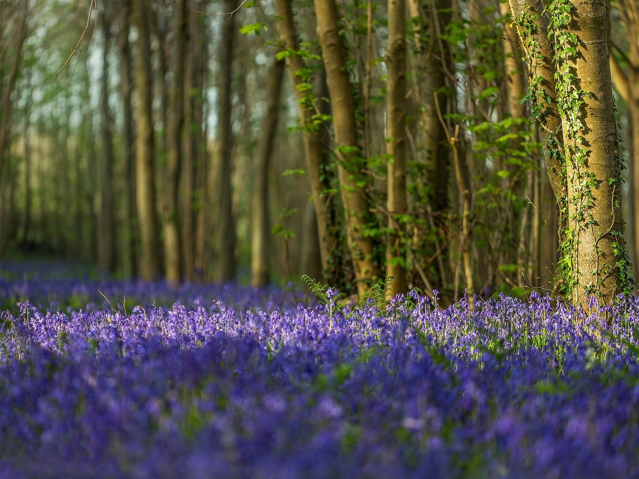 Обои цветы, деревья, лес, стволы, англия, колокольчики, дорсет, flowers, trees, forest, trunks, england, bells, dorset разрешение 2048x1365 Загрузить