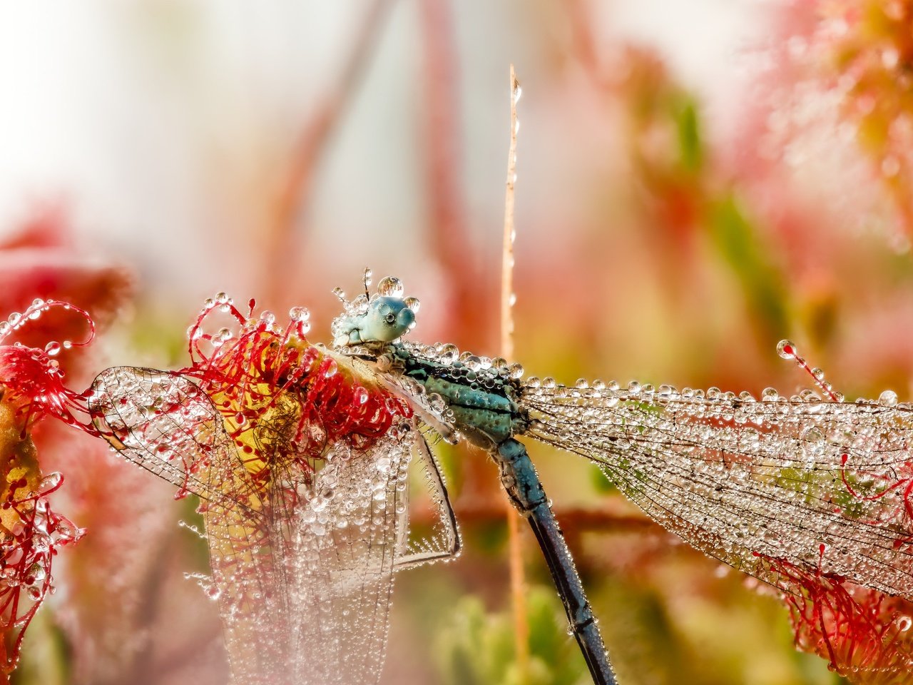 Обои макро, насекомое, утро, роса, капли, крылья, стрекоза, macro, insect, morning, rosa, drops, wings, dragonfly разрешение 2048x1532 Загрузить