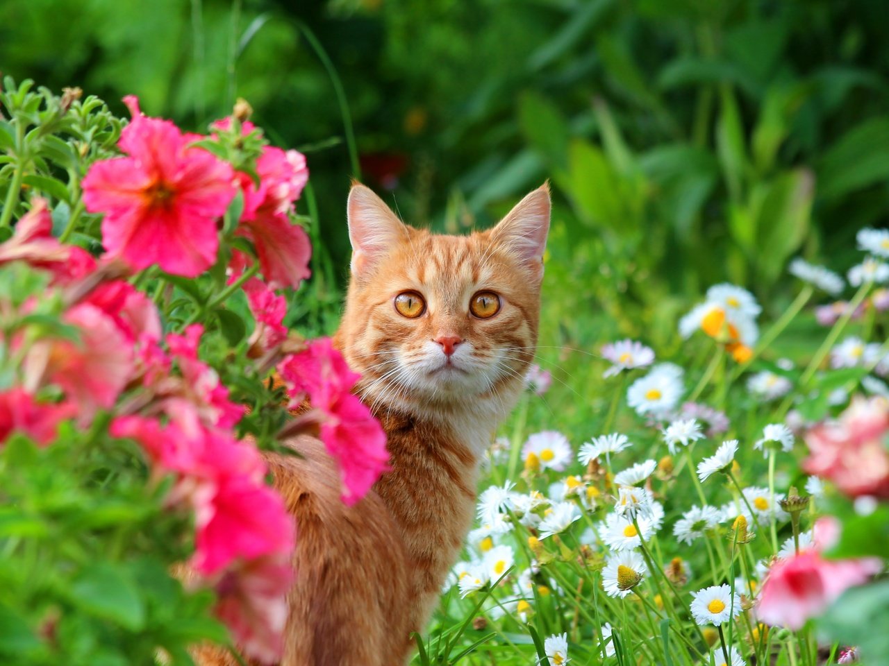 Обои цветы, кот, мордочка, кошка, взгляд, луг, животное, flowers, cat, muzzle, look, meadow, animal разрешение 5184x3456 Загрузить