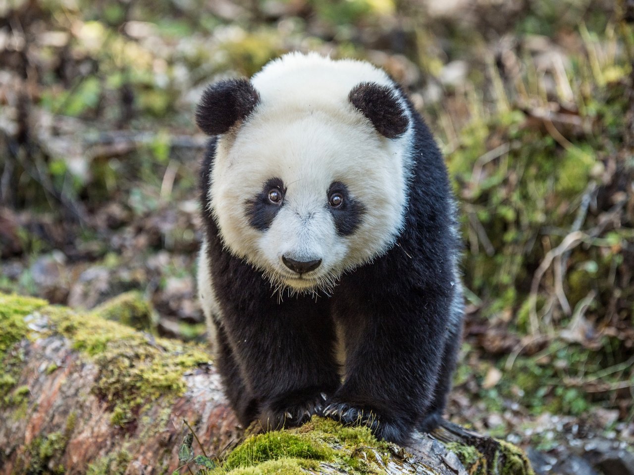 Обои морда, взгляд, панда, медведь, животное, зоопарк, медвежонок, бамбуковый медведь, большая панда, the giant panda, face, look, panda, bear, animal, zoo, bamboo bear разрешение 3840x2400 Загрузить