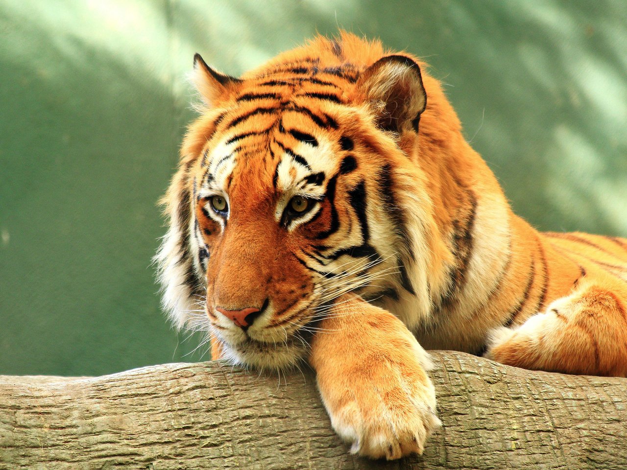 Обои тигр, морда, взгляд, хищник, дикая природа, дикая кошка, tiger, face, look, predator, wildlife, wild cat разрешение 3840x2400 Загрузить