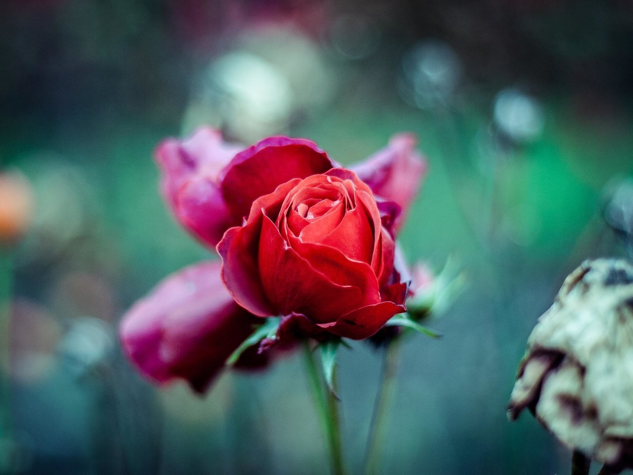 Обои цветы, лепестки, размытость, бутон, стебель, красная роза, flowers, petals, blur, bud, stem, red rose разрешение 3504x2336 Загрузить