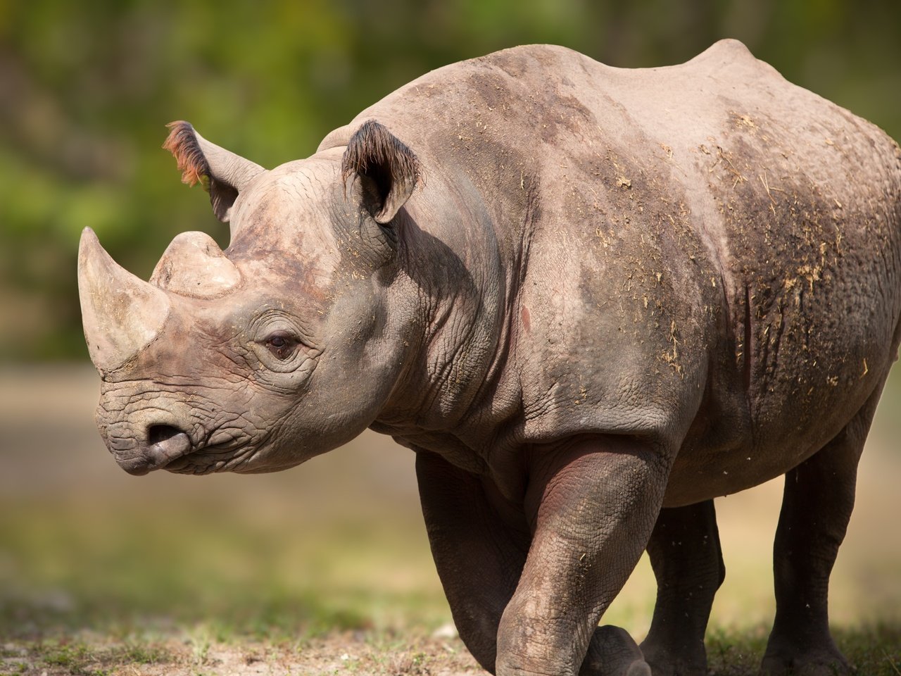 Обои поза, рога, носорог, pose, horns, rhino разрешение 5616x3744 Загрузить