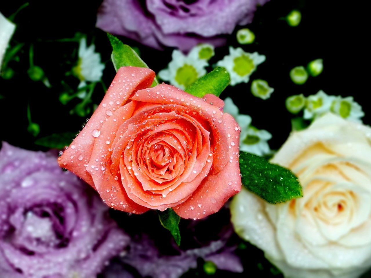 Обои цветы, розы, лепестки, капли воды, flowers, roses, petals, water drops разрешение 3414x2276 Загрузить