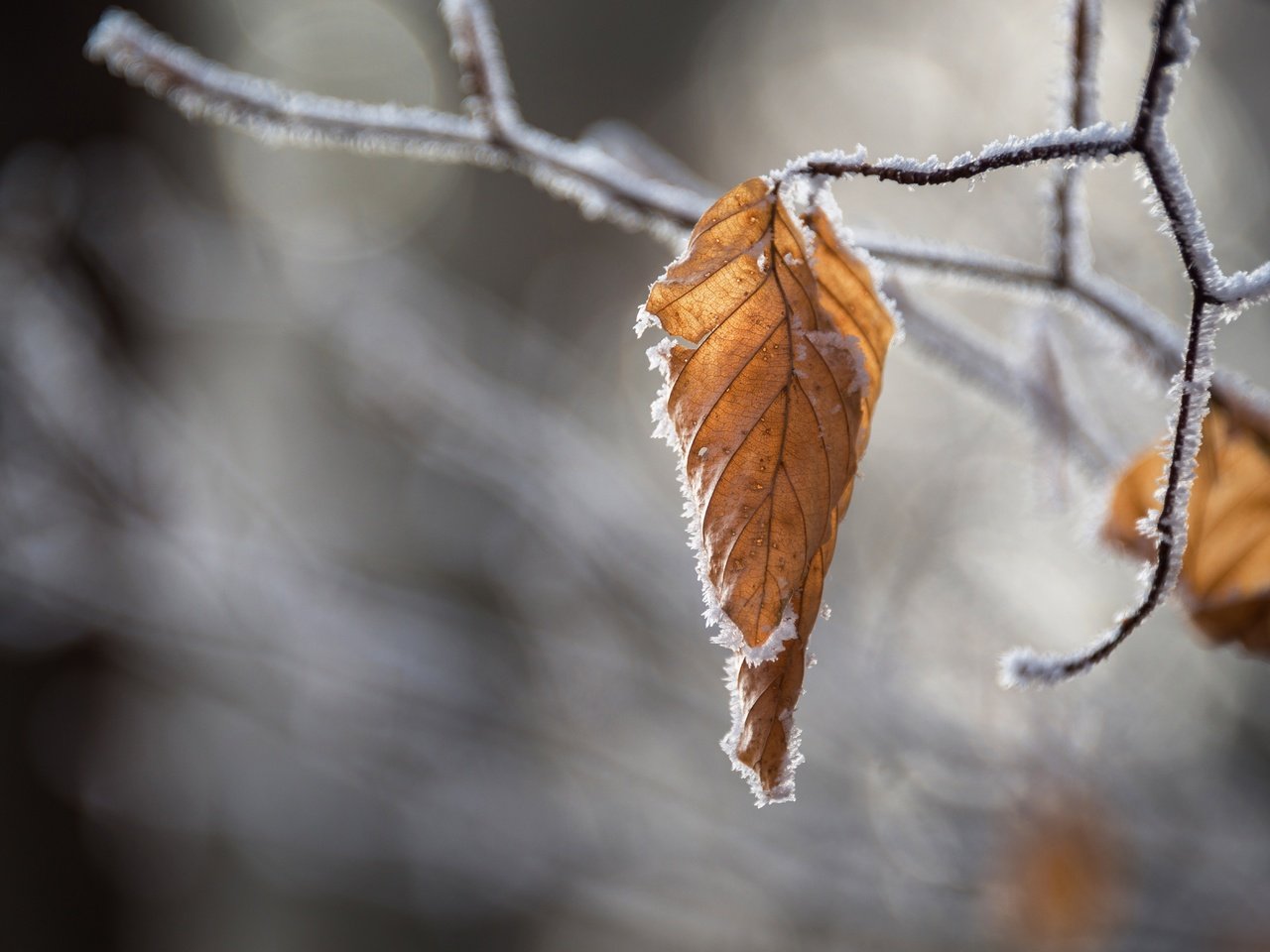 Обои ветка, природа, листья, иней, осень, размытость, branch, nature, leaves, frost, autumn, blur разрешение 6897x4214 Загрузить