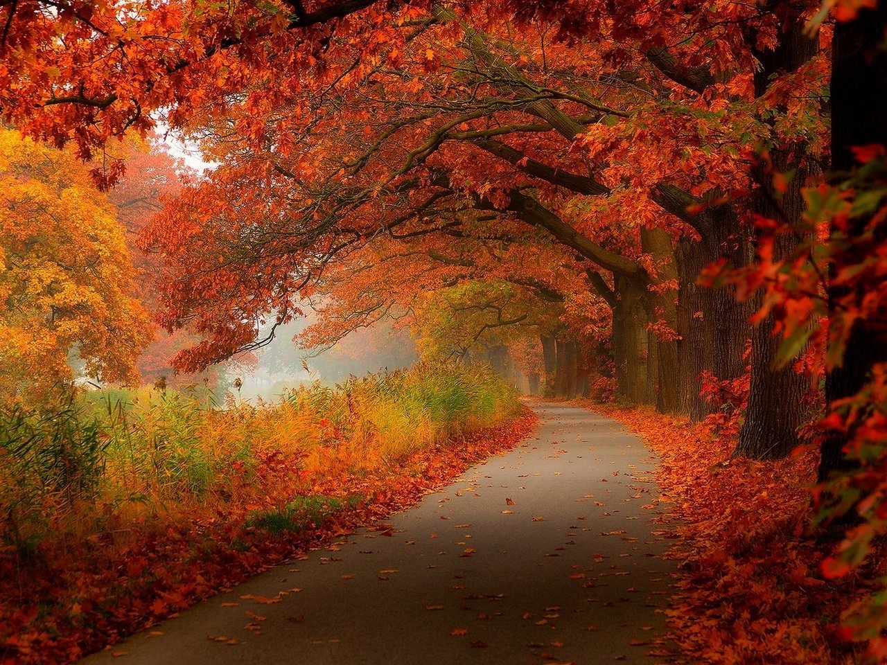 Обои дорога, деревья, лес, листья, парк, осень, road, trees, forest, leaves, park, autumn разрешение 2048x1366 Загрузить