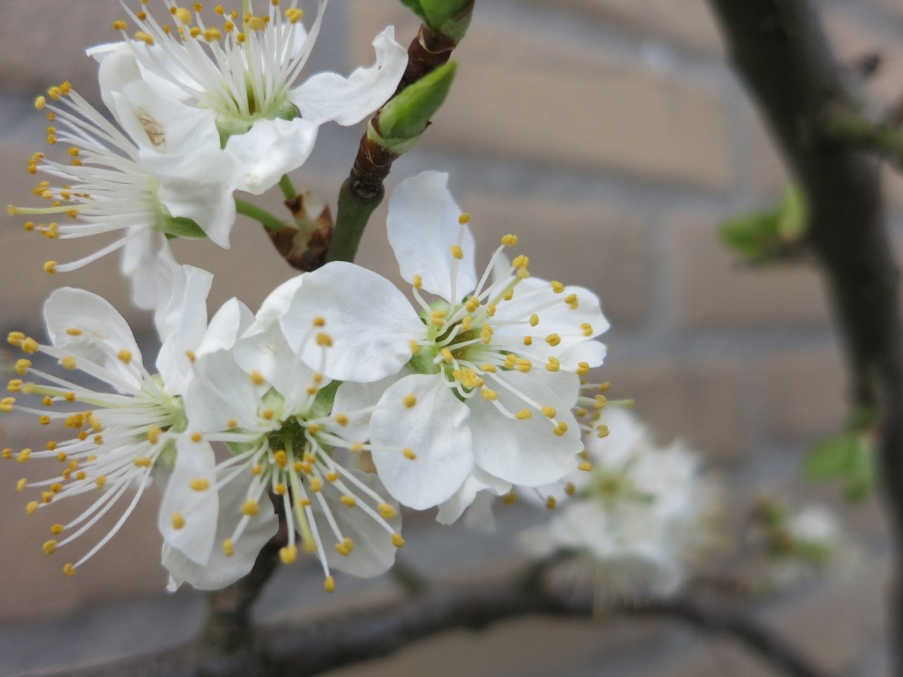 Обои цветы, ветка, дерево, цветение, весна, flowers, branch, tree, flowering, spring разрешение 4000x2664 Загрузить