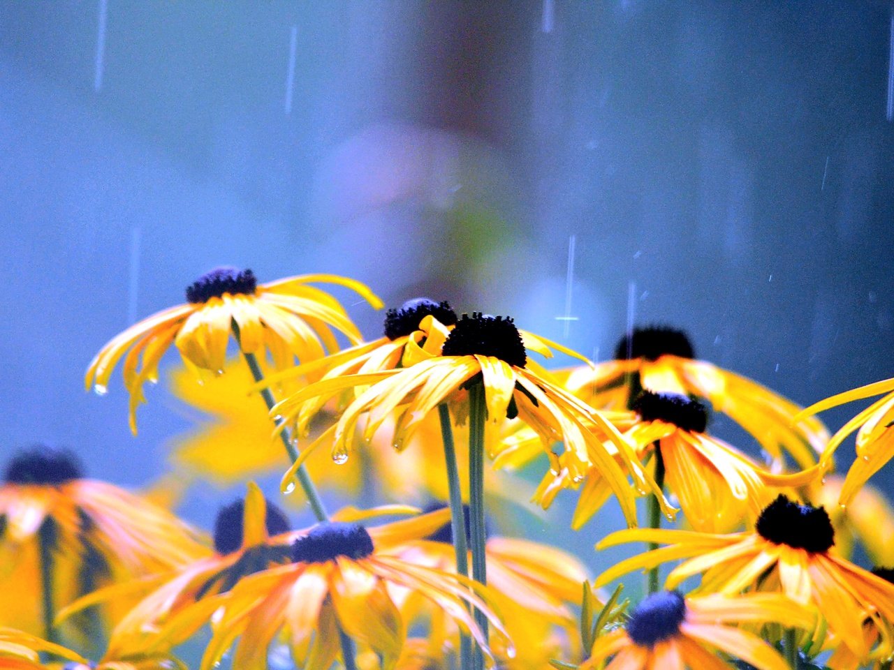 Обои цветы, лепестки, дождь, желтые, капли воды, рудбекия, flowers, petals, rain, yellow, water drops, rudbeckia разрешение 4928x3264 Загрузить