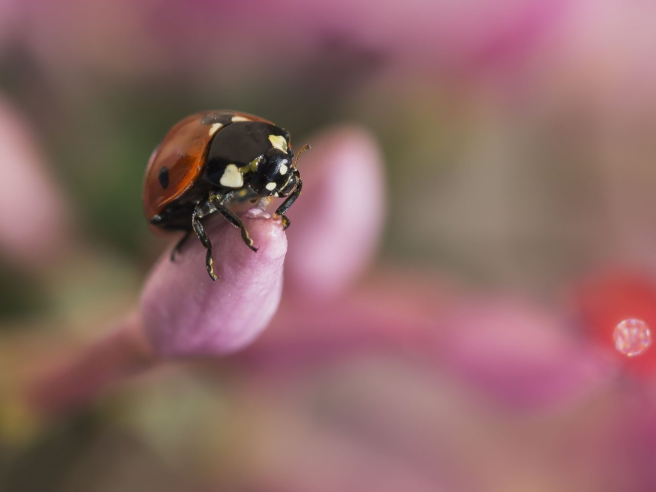 Обои бутоны, жук, макро, насекомое, божья коровка, размытость, buds, beetle, macro, insect, ladybug, blur разрешение 4391x2932 Загрузить