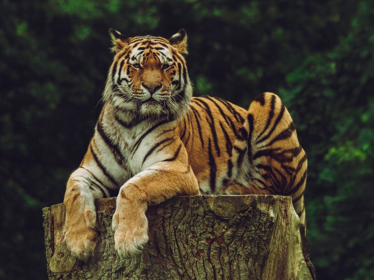 Обои тигр, морда, взгляд, хищник, большая кошка, дикая кошка, амурский тигр, tiger, face, look, predator, big cat, wild cat, the amur tiger разрешение 4932x3288 Загрузить