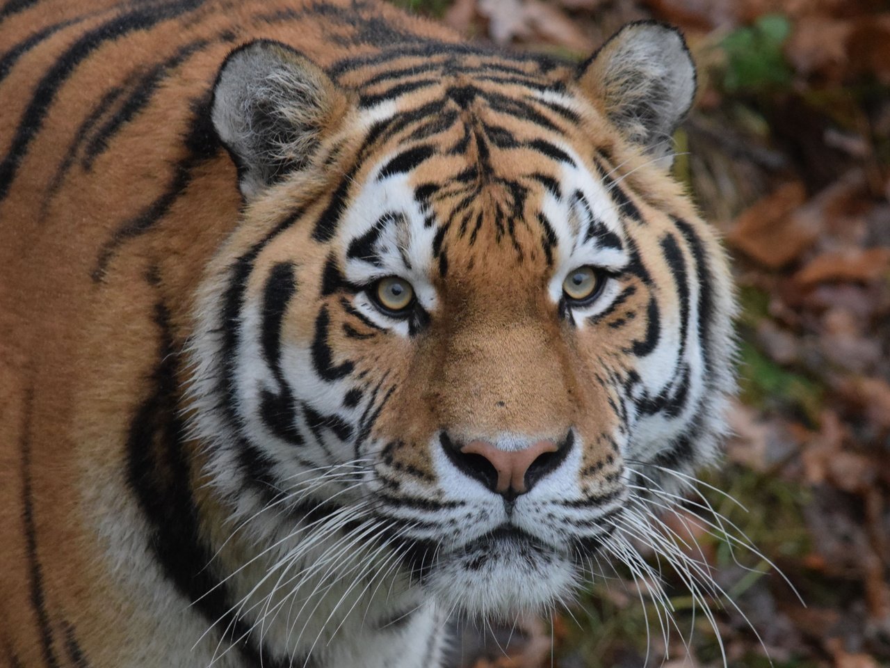 Обои тигр, глаза, морда, усы, взгляд, хищник, дикая кошка, амурский тигр, tiger, eyes, face, mustache, look, predator, wild cat, the amur tiger разрешение 4348x2899 Загрузить