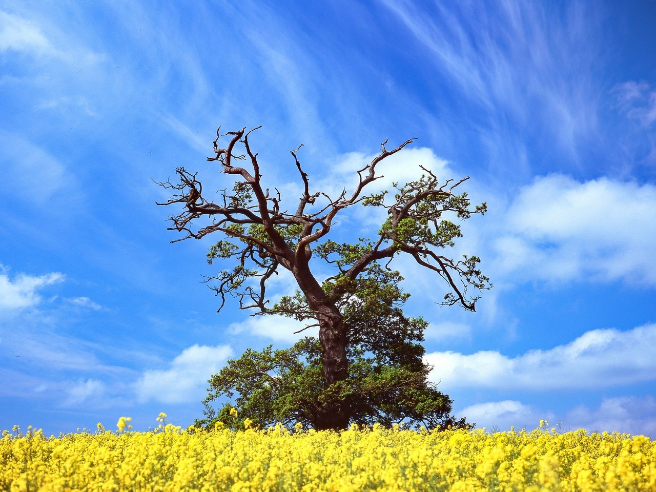 Обои небо, цветы, облака, дерево, весна, рапс, the sky, flowers, clouds, tree, spring, rape разрешение 2048x1365 Загрузить