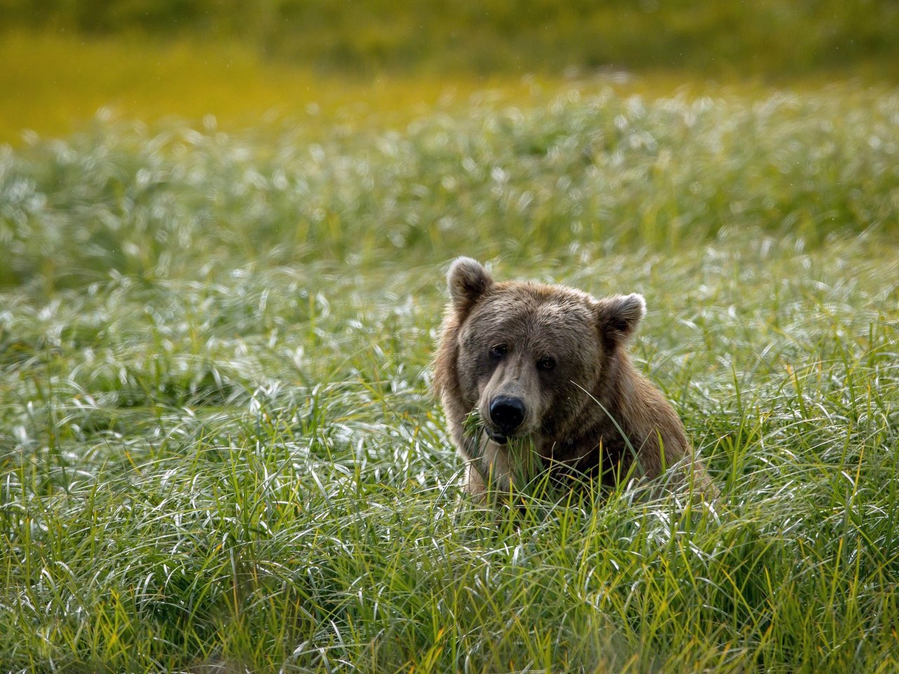 Обои морда, трава, фон, поле, взгляд, медведь, голова, face, grass, background, field, look, bear, head разрешение 2048x1365 Загрузить