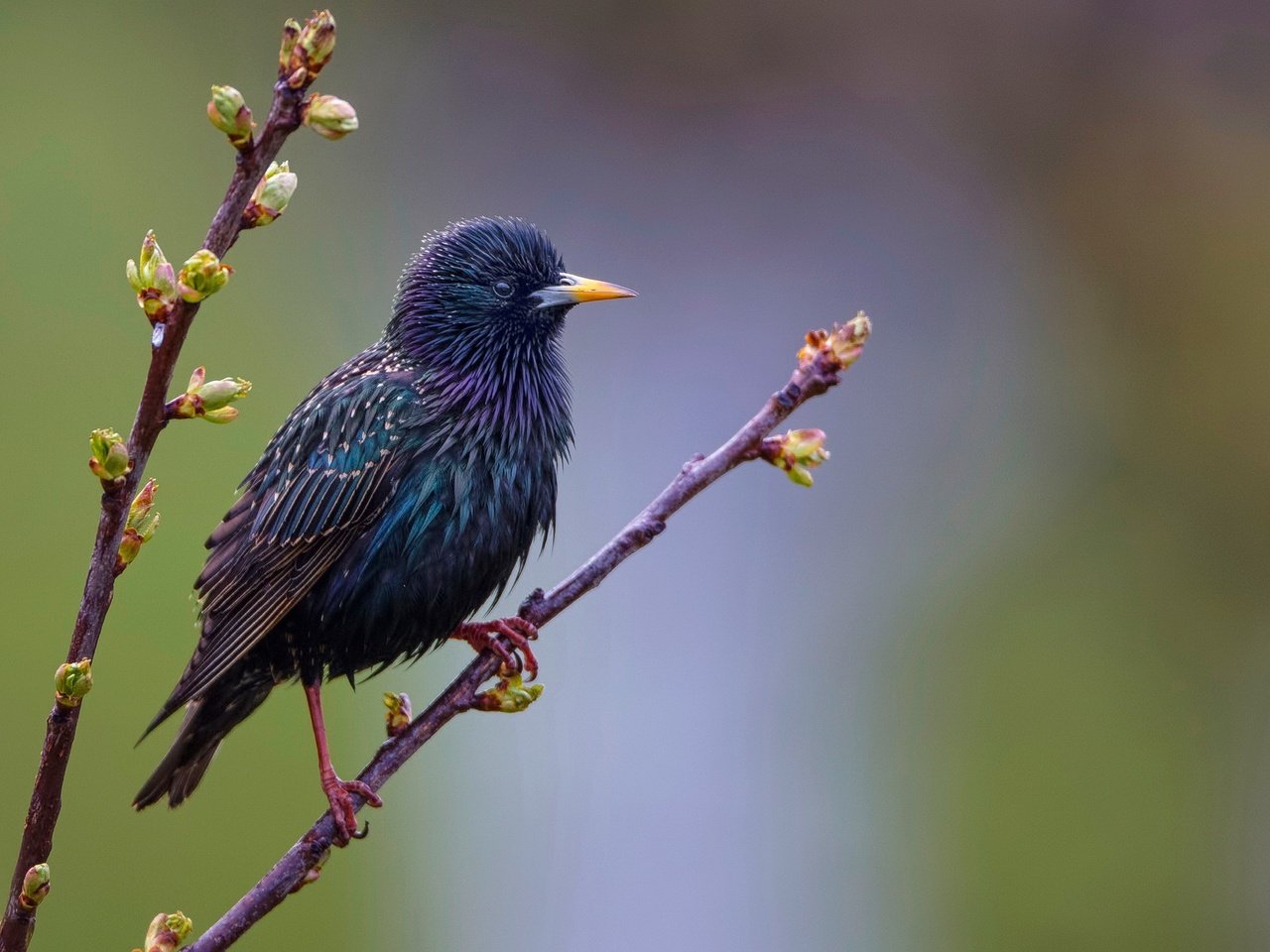 Обои ветка, листья, птица, клюв, перья, почки, скворец, branch, leaves, bird, beak, feathers, kidney, starling разрешение 2560x1440 Загрузить