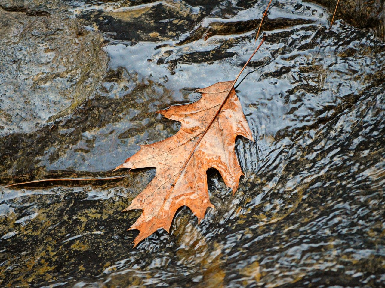 Обои вода, природа, осень, поток, лист, листик, осенний лист, water, nature, autumn, stream, sheet, leaf разрешение 4000x2649 Загрузить