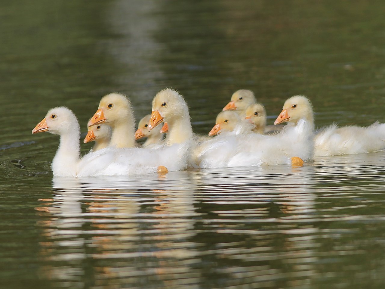 Обои вода, птицы, пруд, птенцы, гуси, плывут, гусята, water, birds, pond, chicks, geese, float, the goslings разрешение 2000x1289 Загрузить