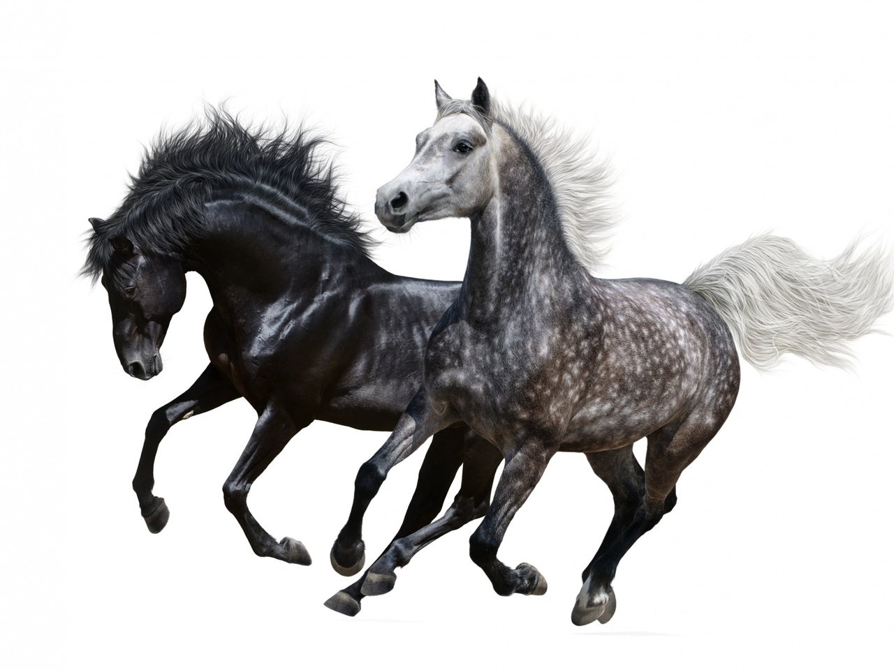 Обои пара, белый фон, лошади, кони, грива, бег, pair, white background, horse, horses, mane, running разрешение 1920x1264 Загрузить