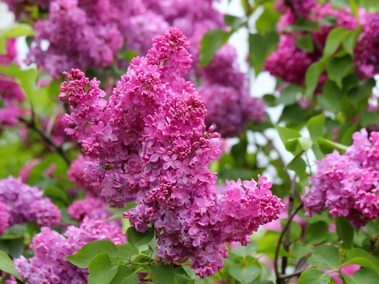 Обои природа, цветение, весна, сирень, nature, flowering, spring, lilac разрешение 5184x3456 Загрузить