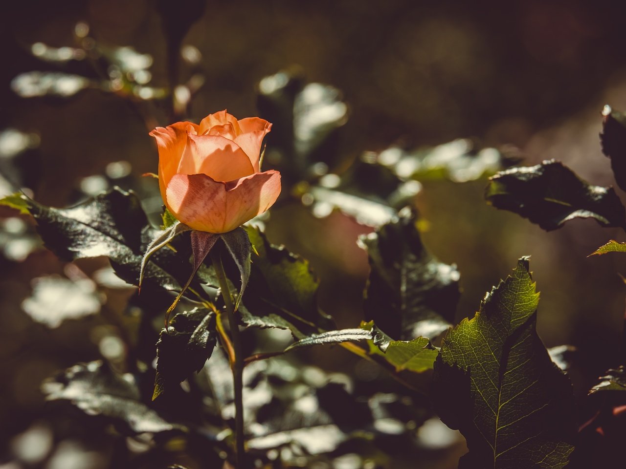 Обои цветение, листья, цветок, роза, лепестки, оранжевые, flowering, leaves, flower, rose, petals, orange разрешение 4896x3264 Загрузить