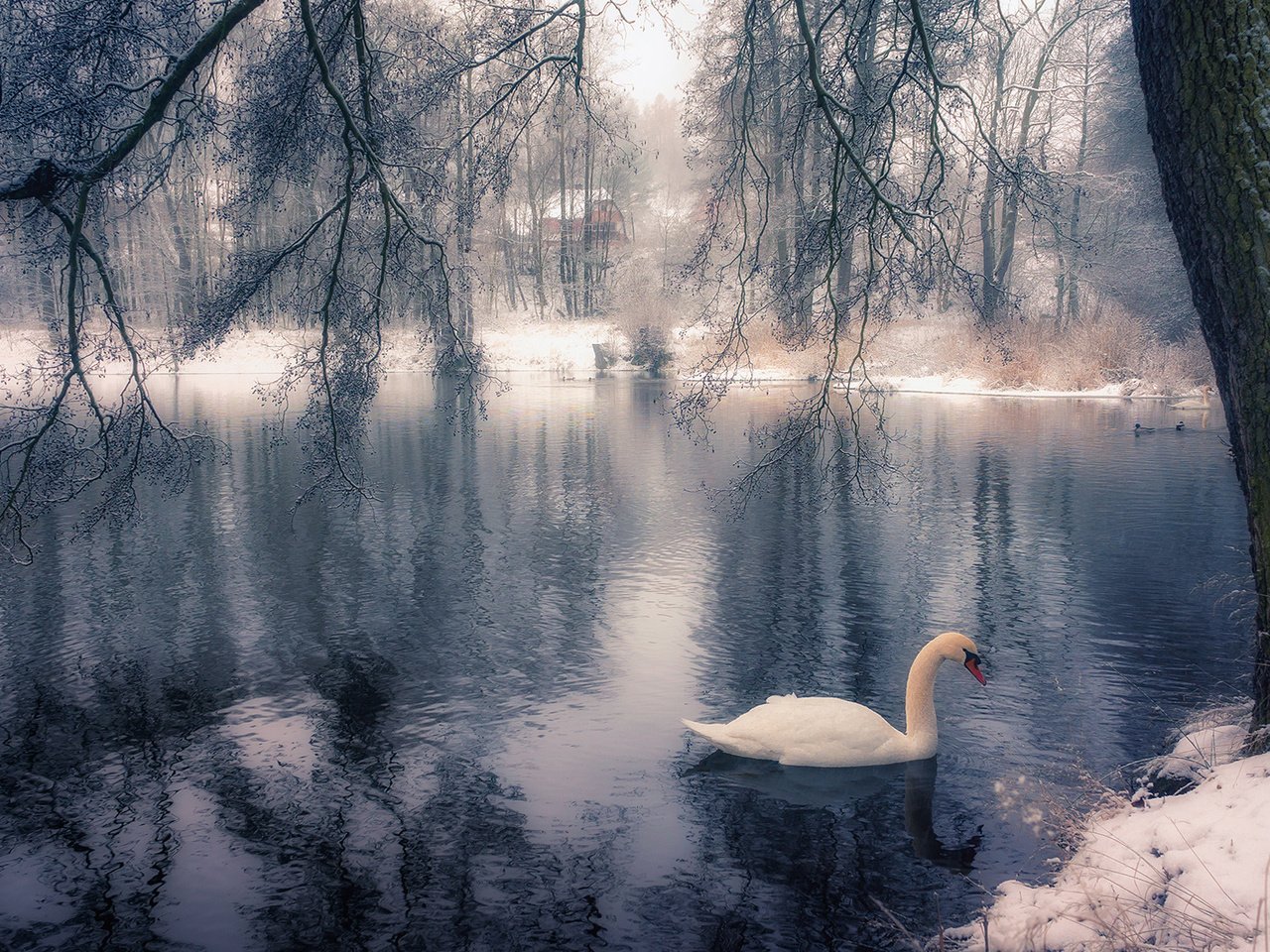 Обои озеро, дерево, зима, парк, ветки, птица, лебедь, lake, tree, winter, park, branches, bird, swan разрешение 1920x1200 Загрузить