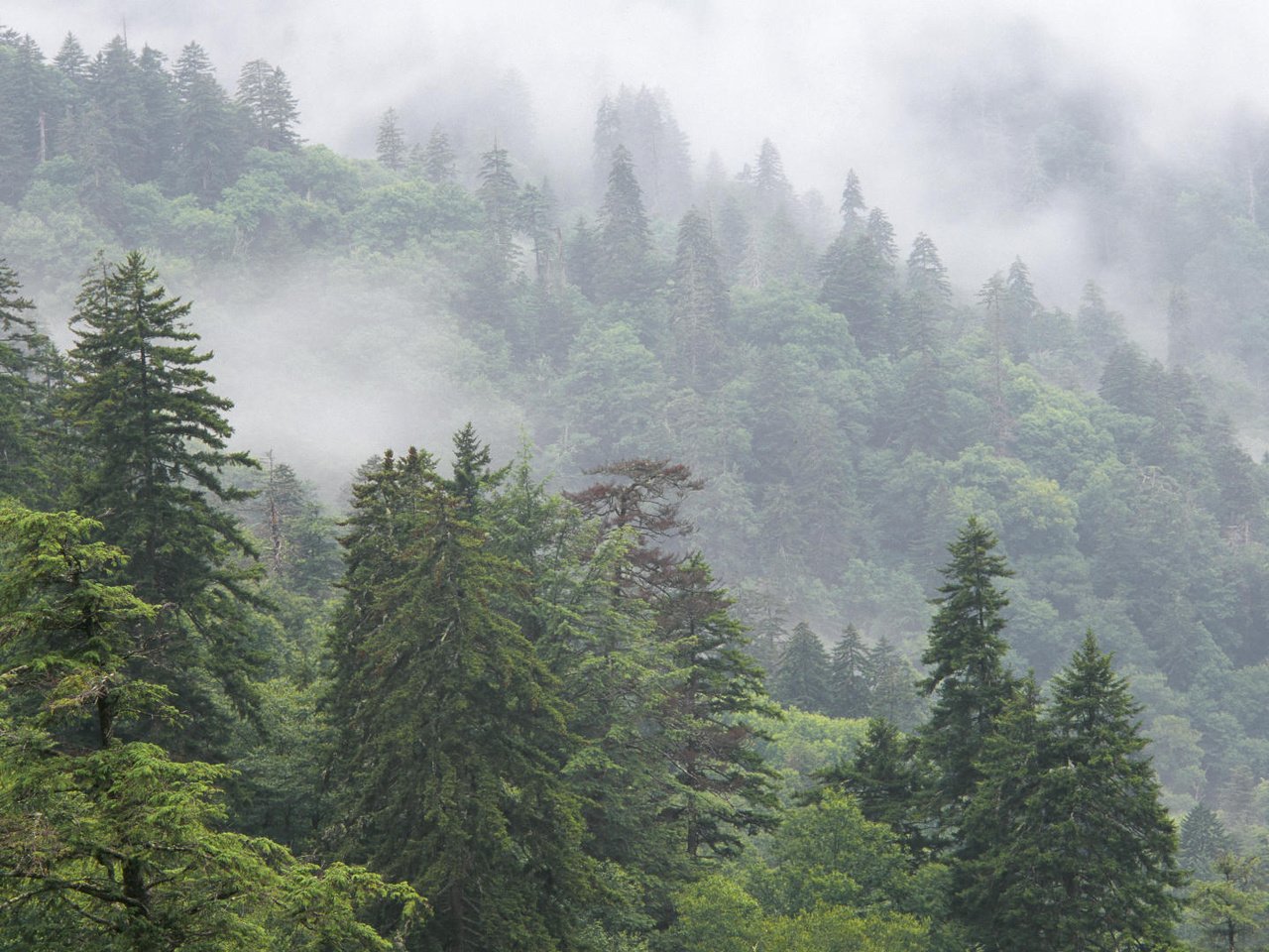 Обои деревья, горы, природа, лес, туман, национальный парк, trees, mountains, nature, forest, fog, national park разрешение 1920x1080 Загрузить