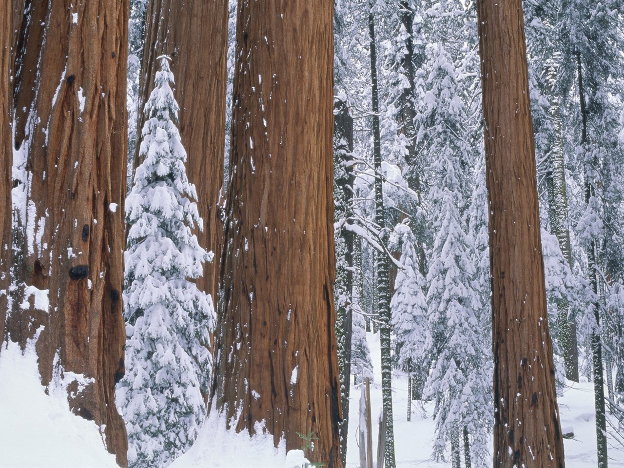 Обои деревья, снег, природа, лес, зима, парк, секвойя, trees, snow, nature, forest, winter, park, sequoia разрешение 1920x1080 Загрузить