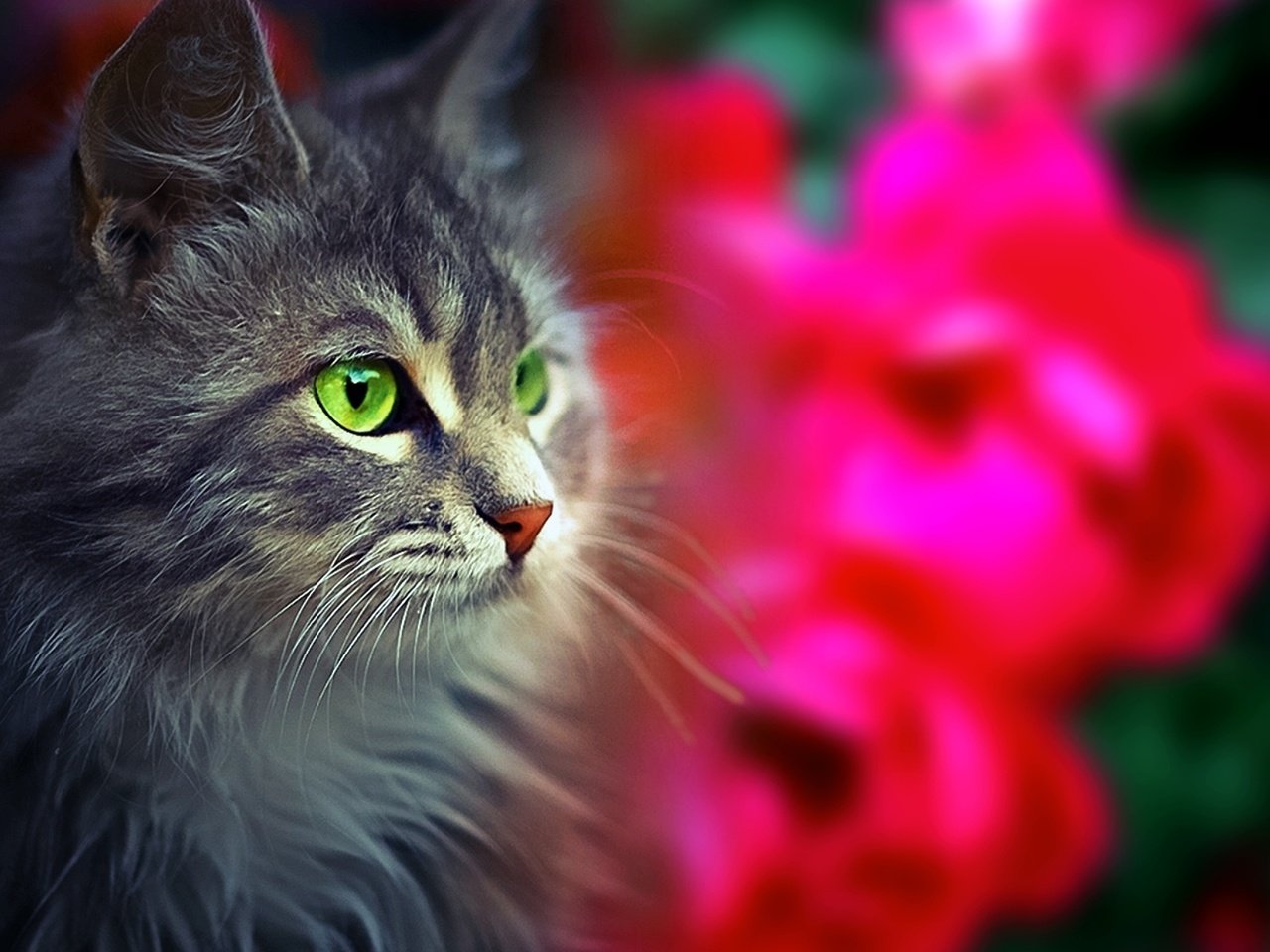 Обои глаза, морда, кот, взгляд, пушистый, eyes, face, cat, look, fluffy разрешение 1920x1200 Загрузить