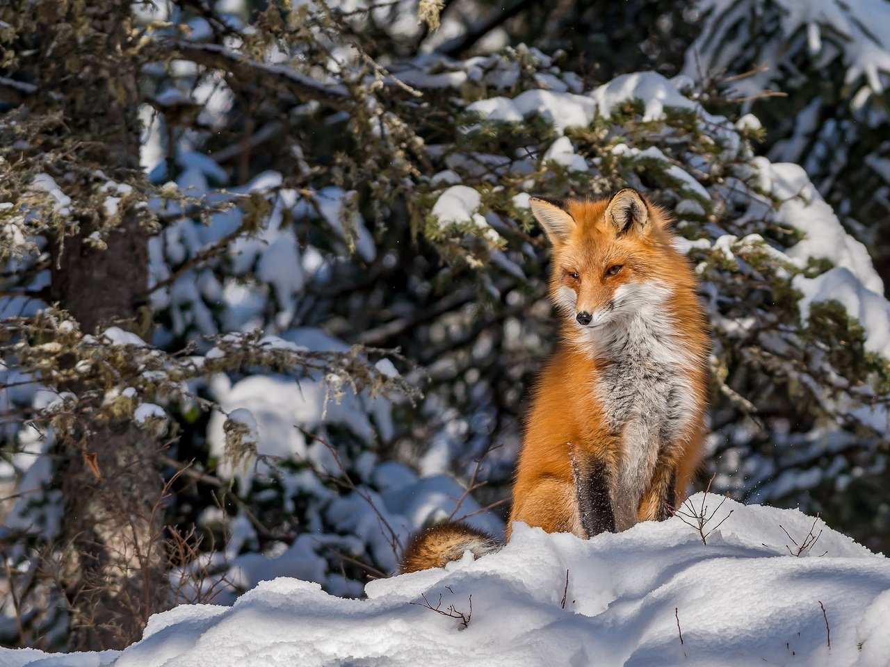 Обои снег, лес, зима, лиса, snow, forest, winter, fox разрешение 2046x1361 Загрузить