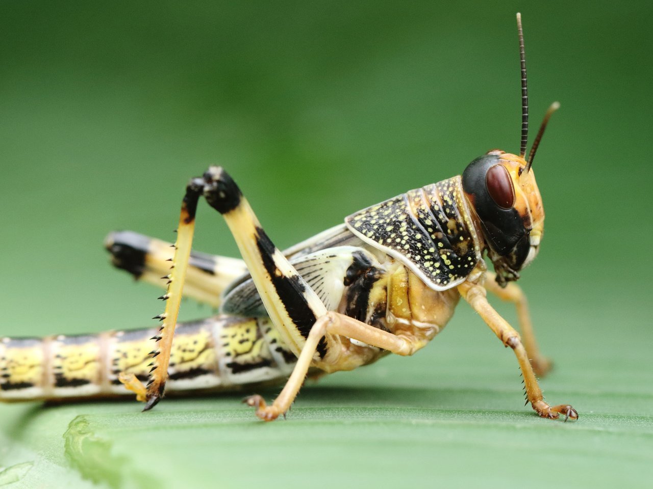 Обои макро, насекомое, фон, кузнечик, macro, insect, background, grasshopper разрешение 1920x1080 Загрузить
