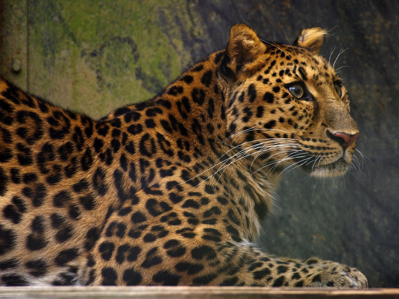 Обои морда, фон, взгляд, лежит, леопард, face, background, look, lies, leopard разрешение 1920x1080 Загрузить