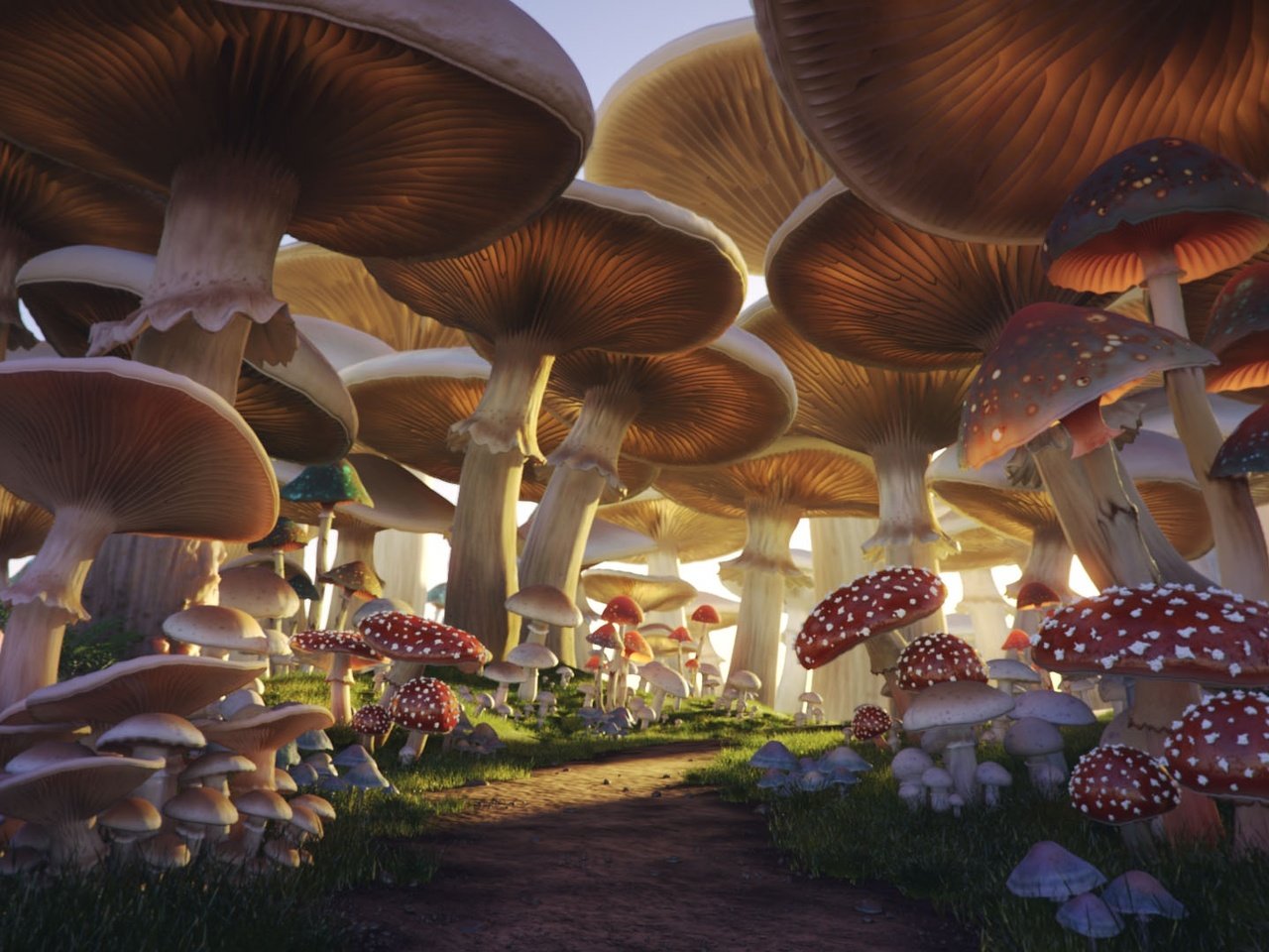 Обои грибы, тропа, mushroom forest, mushrooms, trail разрешение 1920x1080 Загрузить