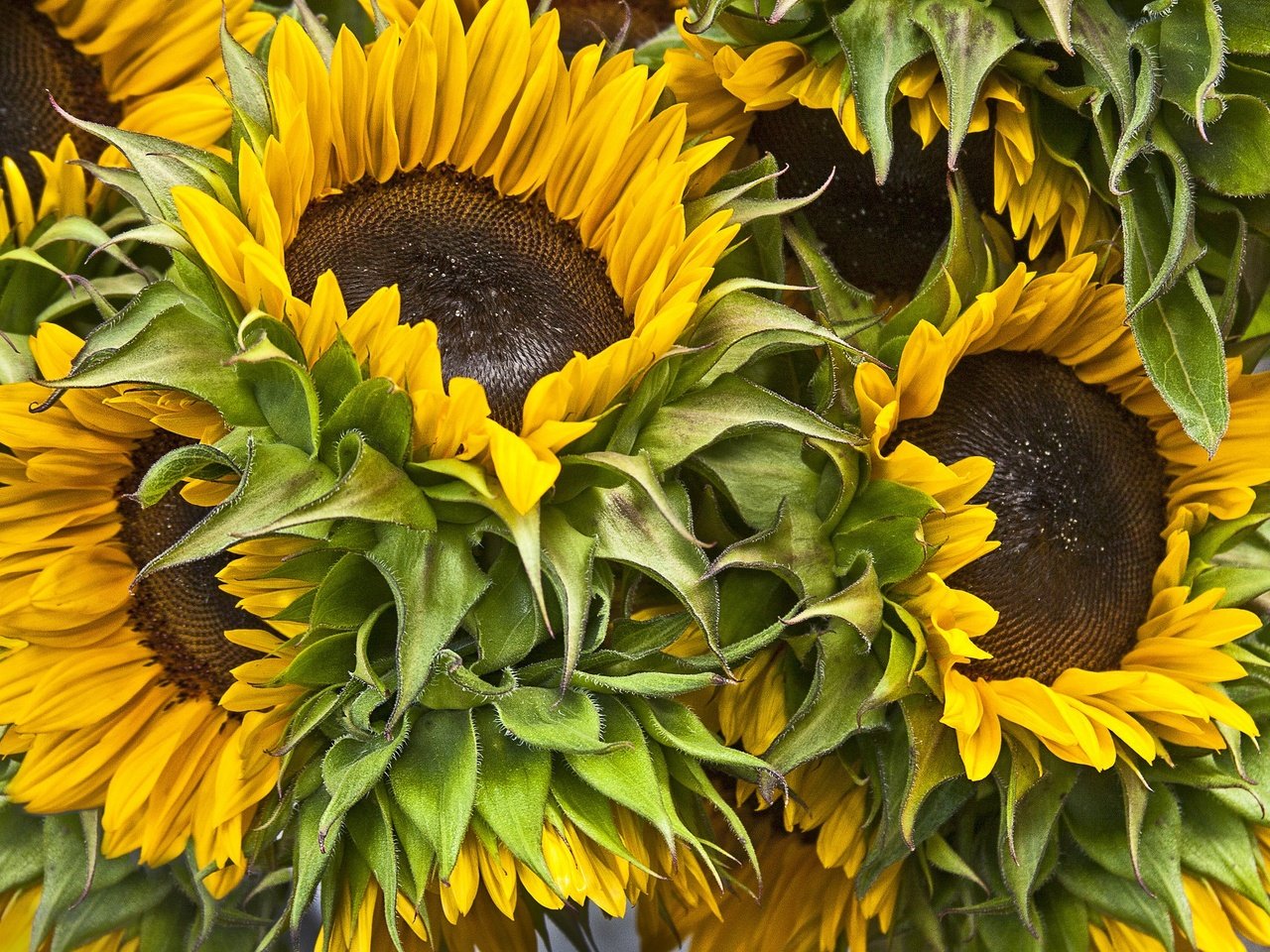 Обои цветы, букет, подсолнухи, flowers, bouquet, sunflowers разрешение 2048x1379 Загрузить