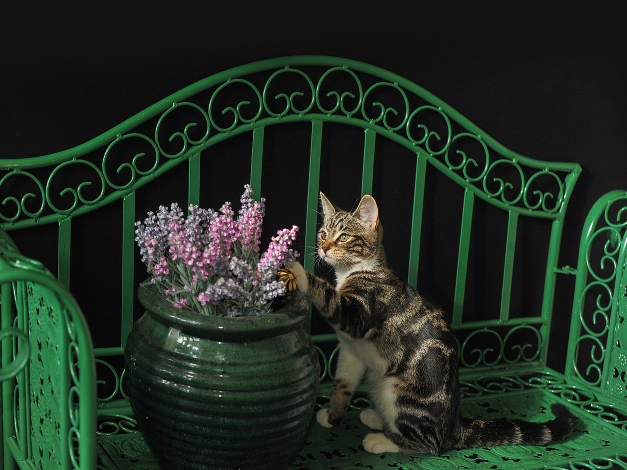 Обои кот, кошка, лавочка, киса, коте, ваза с цветами, cat, shop, kitty, kota, vase with flowers разрешение 2048x1304 Загрузить