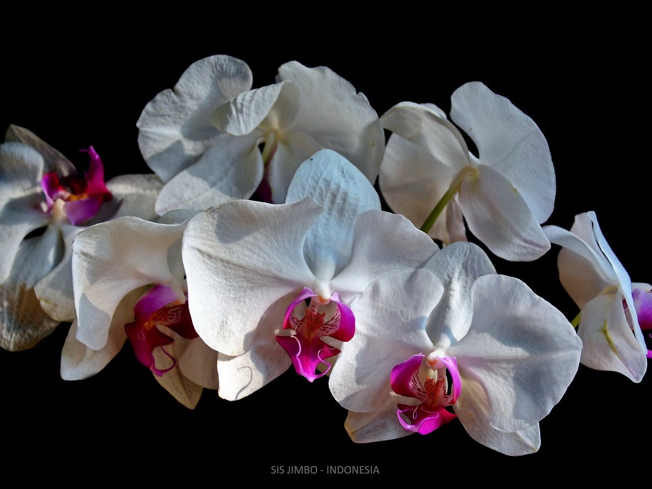 Обои фон, орхидеи, белые орхидеи, background, orchids, white orchid разрешение 2048x1365 Загрузить